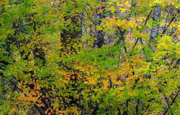 Gulin, Sylvia 아티스트의 USA-Washington State-Sammamish Japanese Maple leaves with fall colors작품입니다.